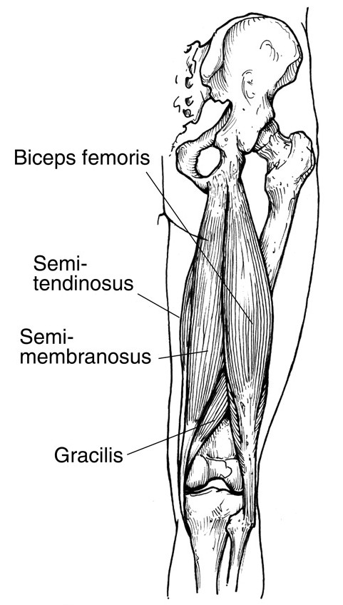 Diagram Of Hamstring Muscles