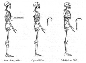 Illustration showing rib and diaphragm orientation